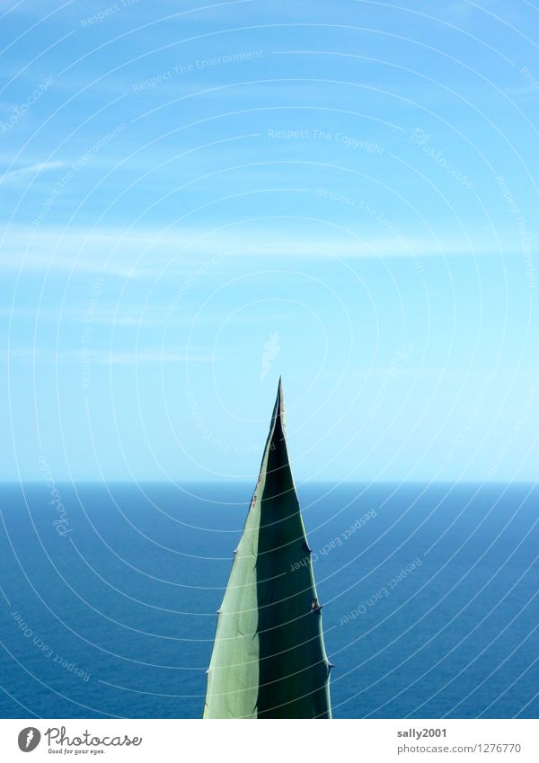 Landspitze... Himmel Schönes Wetter Pflanze Blatt Agave Meer stehen ästhetisch exotisch fantastisch maritim Spitze blau grün Stolz Einsamkeit Horizont Natur