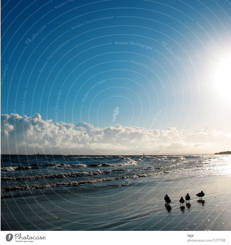 Familienidyll Ente Kontrast Tier Strand Spaziergang Sonne Wolken Altokumulus floccus Himmel Wellen Meer Morgen Sonnenaufgang Insel Idylle Gegenlicht Vogel