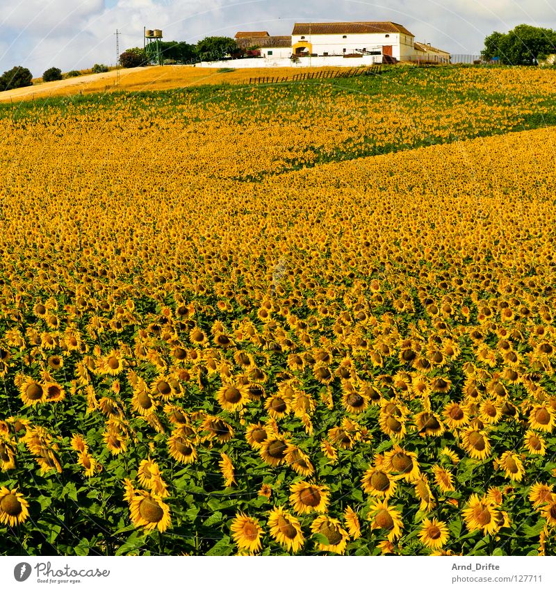Sonnenblumenfeld V Wolken Feld Blume Sommer gelb weiß Frühling Horizont Landwirtschaft fleißig Arbeit & Erwerbstätigkeit Fröhlichkeit Freundlichkeit frisch Haus