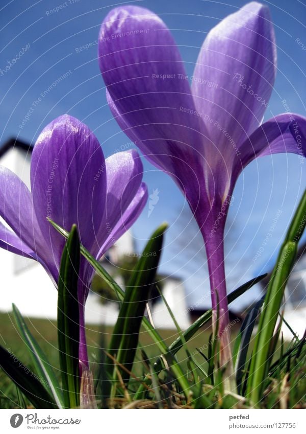 Aufbruch Blume Frühling aufwachen unten violett Gras grün atmen schön Ferien & Urlaub & Reisen oben Perspektive blau Rasen Himmel neu Beginn Leben