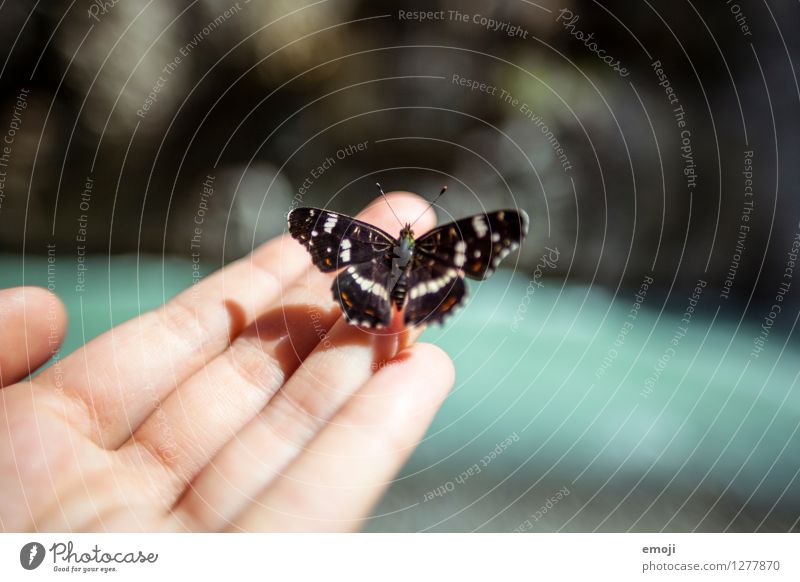 kitzlig Hand Finger Tier Wildtier Schmetterling 1 außergewöhnlich einzigartig Tierliebe Farbfoto Außenaufnahme Nahaufnahme Makroaufnahme Tag