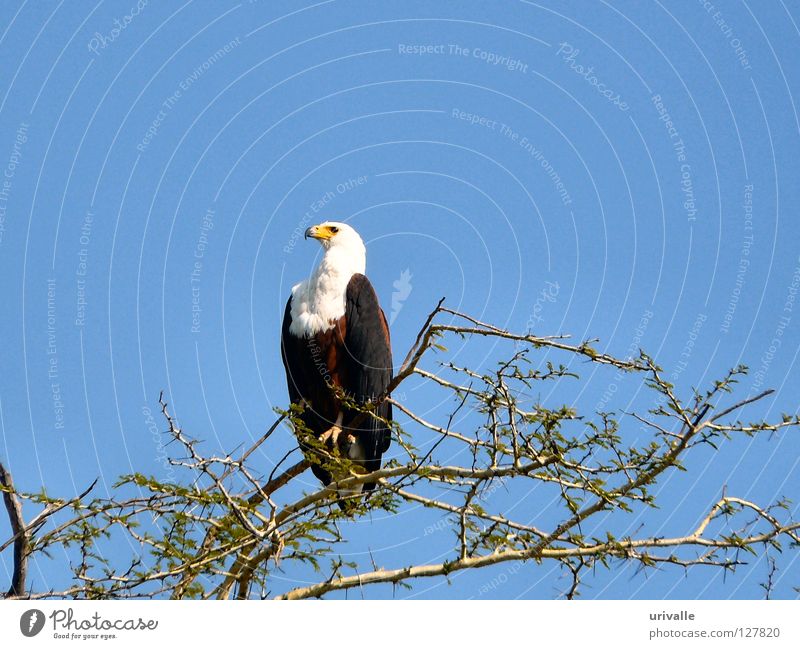 fisher eagle Himmel Malawi Afrika Vogel Fisher Eagle bird sky seek blue tree Leafs fly lake eye africa hot