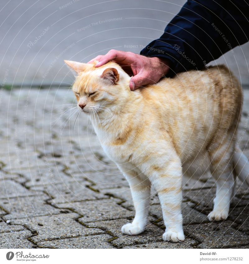 Streicheleinheiten Mensch maskulin Hand Tier Haustier Katze Fell Pfote genießen Blick träumen Freundlichkeit Zusammensein Glück schön weich gold Gefühle