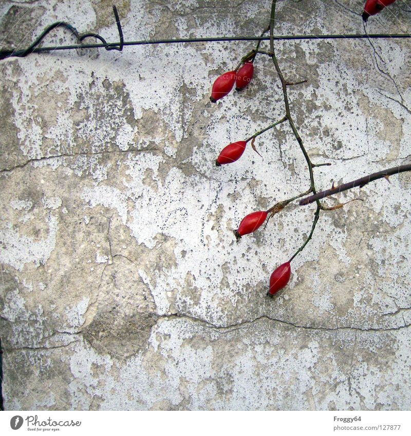 Rote Früchte 2 rot Rose Wand weiß Mauer Dorn Putz Draht Ecke verfallen Beeren Ast Zweig Farbe Riss alt Hundsrose