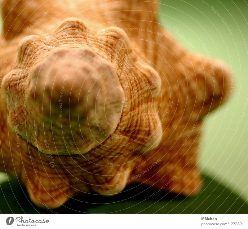 Hörst Du das Rauschen? Muschel Meer See Schneckenhaus fossil Spirale gedreht schön unnatürlich Kalk Schutzhülle Bauchnabel Garnspulen Naht Tier zurückziehen