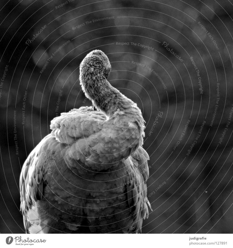 Kranich Vogel Feder Reinigen weich grau schwarz weiß Tier Schnabel schön Schwarzweißfoto drehen Hals Natur elegant