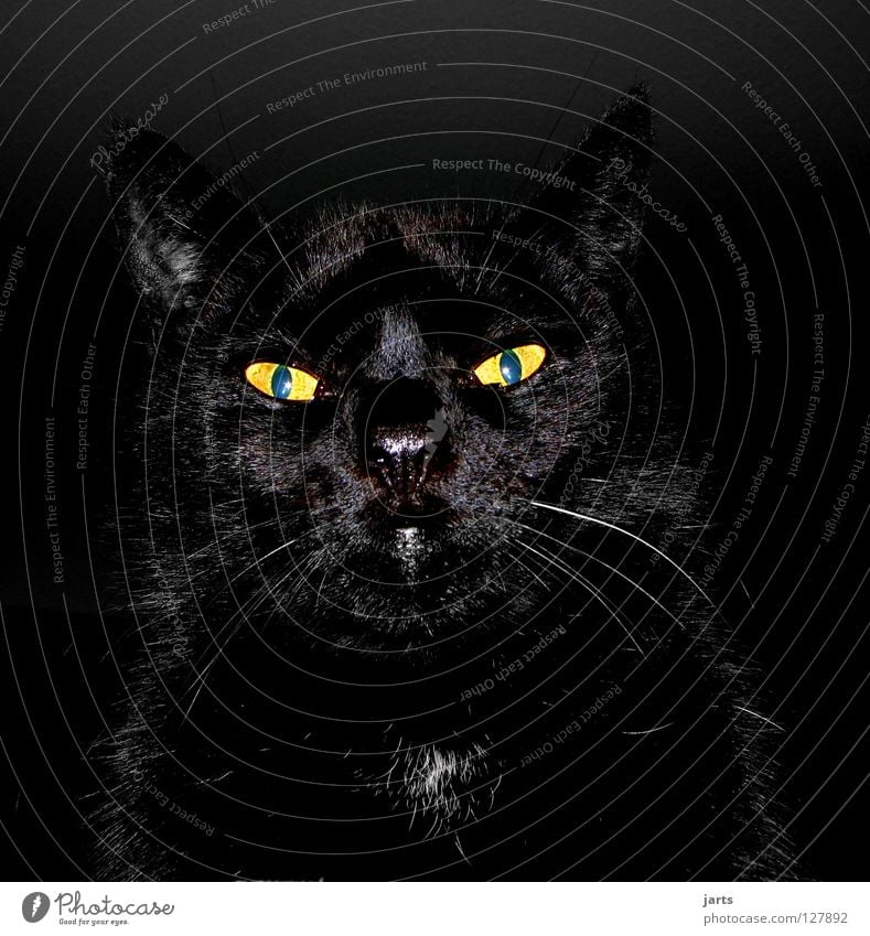 black cat Katze schwarz Tier hypnotisch Vampir Werwolf gruselig Stofftiere Säugetier Angst Panik gefährlich Blick Lampe Karter jarts Katzenauge Auge