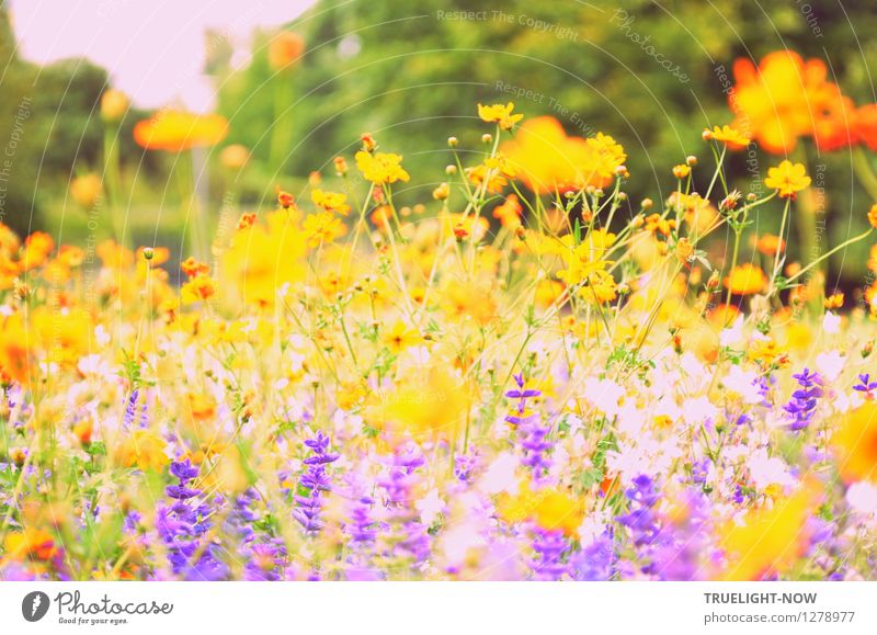 Heißblütig im August Natur Pflanze Sonnenlicht Sommer Schönes Wetter Blume Blüte "Sommer-Salbei Prairie-Kerze Cosmea" Garten Park Insel