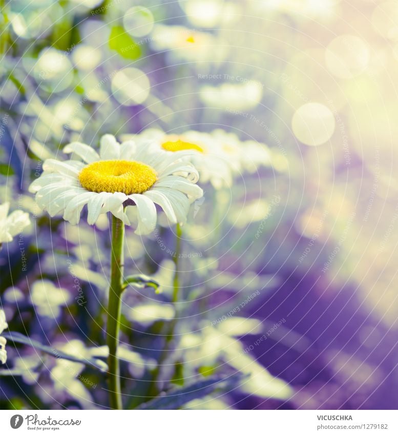Margeriten im Garten Lifestyle Design Sommer Natur Pflanze Sonnenlicht Schönes Wetter Blume Blatt Blüte Park gelb Hintergrundbild Unschärfe schön Blumenbeet