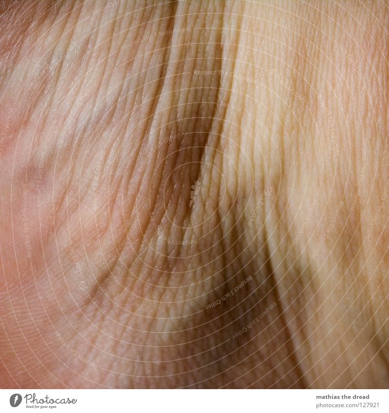 FALTENGEBIRGE Silhouette Muster Pore klein Hautfarbe gezeichnet durcheinander Beleuchtung Gefäße Organ organisch rot Leben verzweigt Makroaufnahme Nahaufnahme