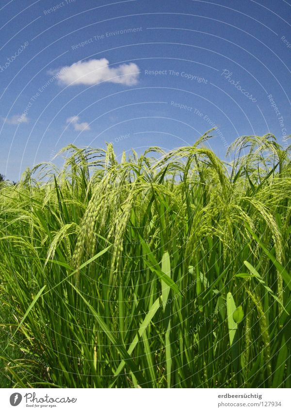 Reisspaziergang Lebensmittel Ernährung Himmel Wolken Wärme Feld blau grün Farbe Ähren Halm Korn Klarheit Ackerbau mehrfarbig Kontrast Asien Landwirtschaft