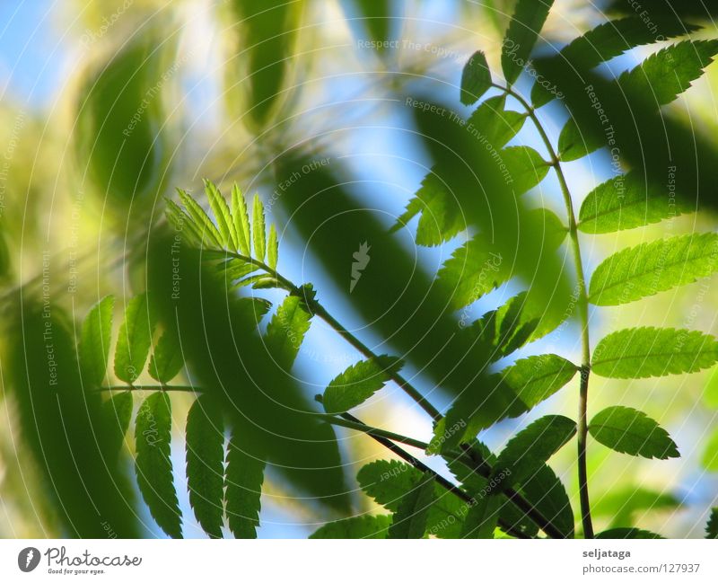 Foliage plant Natur Pflanze Himmel dicotyledonous grove foliage sky waft heeler