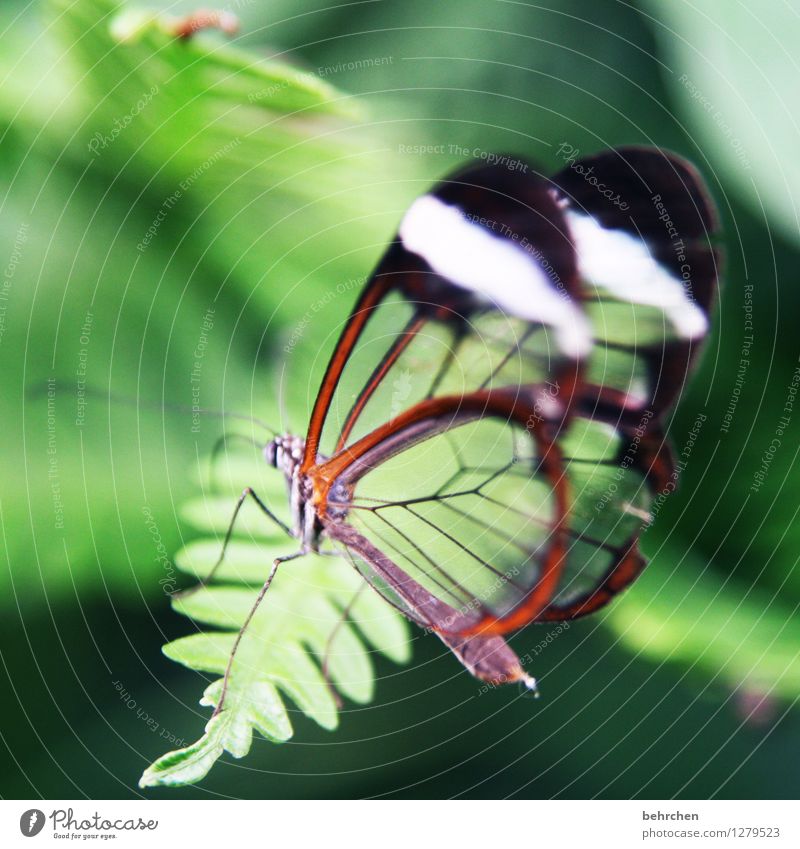 manchmal ist weniger mehr Pflanze Farn Blatt Schmetterling Flügel glasflügelfalter berühren Bewegung Erholung fliegen schlafen sitzen außergewöhnlich exotisch