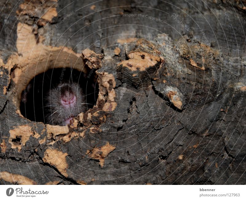 Versteckspiel Ratte Fell schwarz Oberlippenbart Kork Höhle Haus Publikum Baumrinde Sicherheit gemütlich ruhig Neugier Säugetier Ratterich Näschen