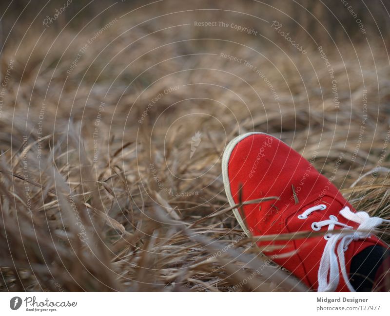 Rot im Gras Sommer Fuß Natur Feld Schuhe Turnschuh rot Farbe Stroh Farbfoto mehrfarbig Außenaufnahme Nahaufnahme Tag Abend Dämmerung Unschärfe