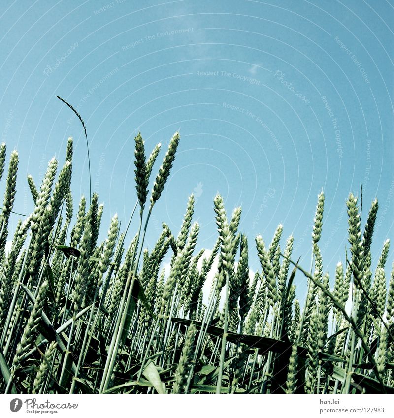 Sommer! Ähren Weizen Feld Halm Gerste Nutzpflanze Wolkenloser Himmel Blauer Himmel Hintergrund neutral Menschenleer Sonnenlicht Schönes Wetter reif Stengel