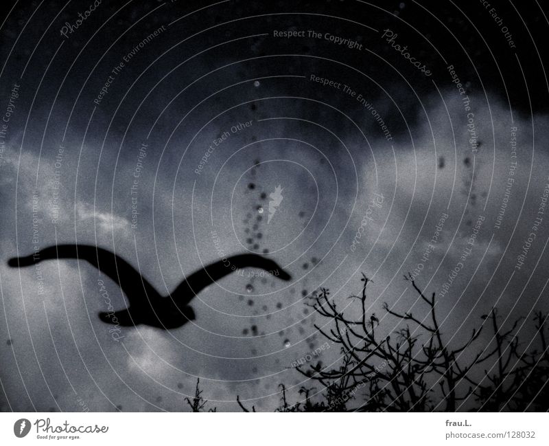 falscher Vogel Regen Wolken Baum Folie Glasscheibe Fenster körnig träumen Aquarium Wasser Luftverkehr Korn Illusion Lichterscheinung aufgeklebt Schutz Täuschung