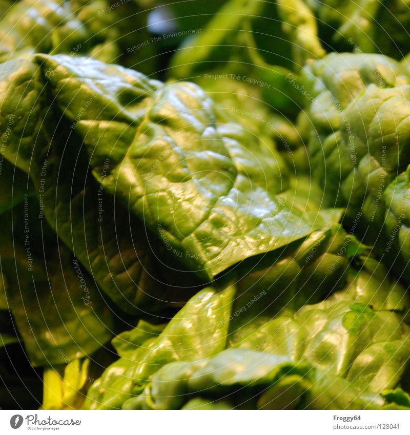 Popeye´s food Gemüse Ernährung Natur grün Spinat Farbfoto Innenaufnahme Nahaufnahme Blatt Gesunde Ernährung Vegetarische Ernährung Vegane Ernährung Gesundheit