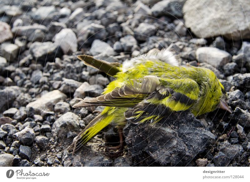 Ende einer Reise Vogel grün gelb grün-gelb Tod abgestürzt Absturz Sturz Endstation Unfall Gewalt Blut verletzen Trauer verlieren verloren Hoffnung Leben live