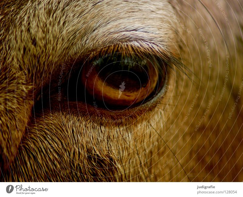 Blick Wimpern Fell Tier Säugetier Mufflon Gelassenheit Neugier Farbe Makroaufnahme Nahaufnahme muffelwild sanft ruhig Strukturen & Formen Auge