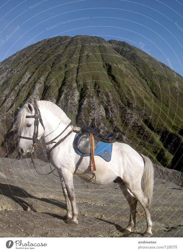 whitehorse Pferd Blauer Himmel Vulcano Vulkan Pony Ponys blau Landschaft Landzunge Landweg Natur Tier weiß Stein Säugetier Berge u. Gebirge Verkehr unicorn