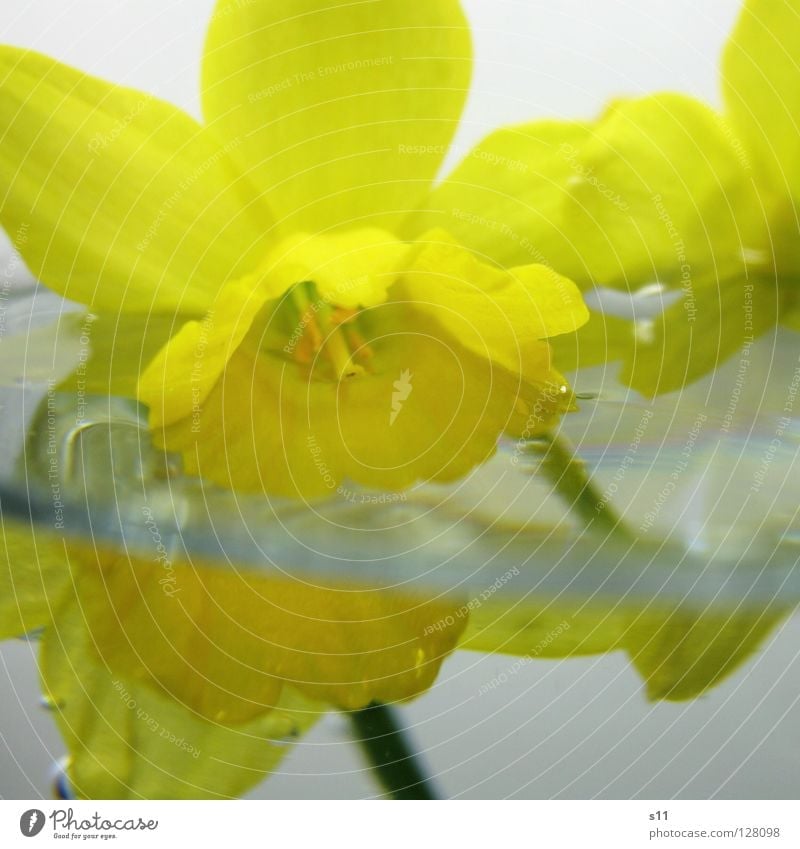 InWater unten nass Narzissen Gelbe Narzisse Frühling Blume Blüte Wachstum gelb Blütenblatt ertrinken Licht 2 Hälfte Makroaufnahme Nahaufnahme Wasser
