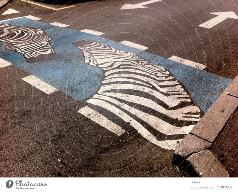 Zebra auf dem Streifen II Straßenverkehr Tier Zoo Sicherheit Zebrastreifen Verkehr Farbfoto Außenaufnahme Detailaufnahme Menschenleer Textfreiraum oben