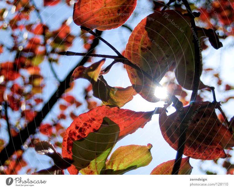 Sonnenblatt 2 Blatt Baum Sträucher Abenddämmerung grün Sommer Gefäße Muster Gegenlicht Erholung Grünpflanze rot Herbst Strahlung Licht ruhig leicht
