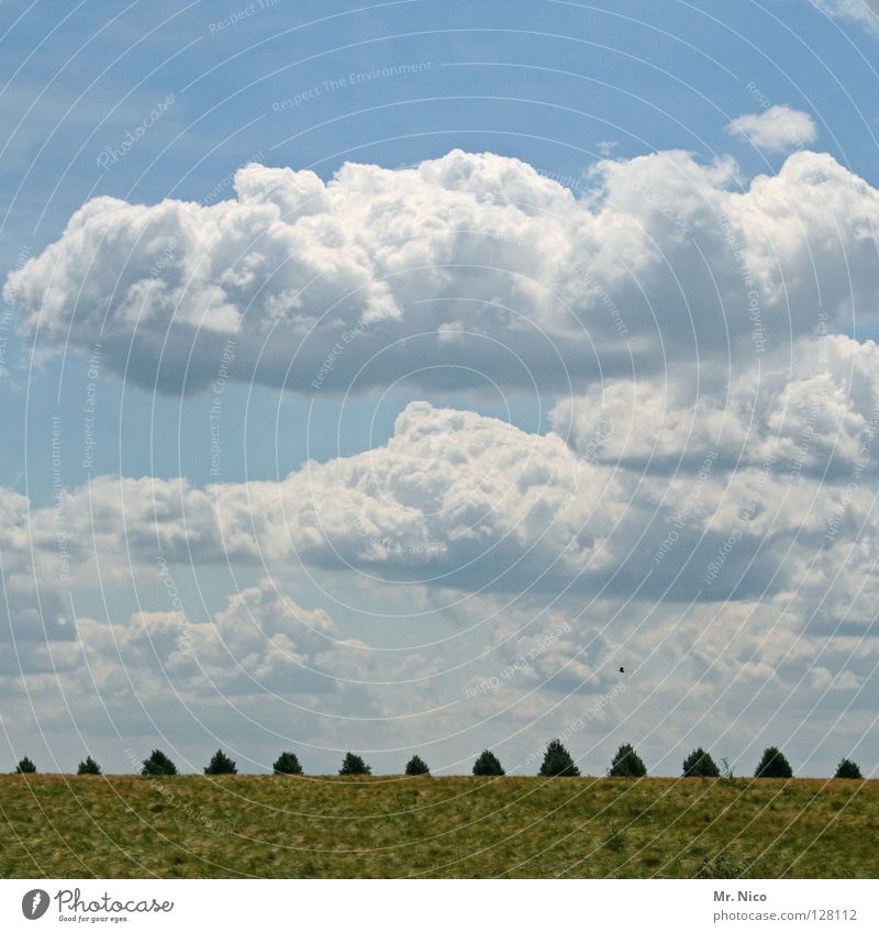 Wolkenfeld weiß grün himmelblau Wolkenbild 13 Glückszahl Toskana Wiese Himmel Baum Laubbaum verdeckt Landschaft Rasen landscape sky Reihe Spitze Freiheit frei