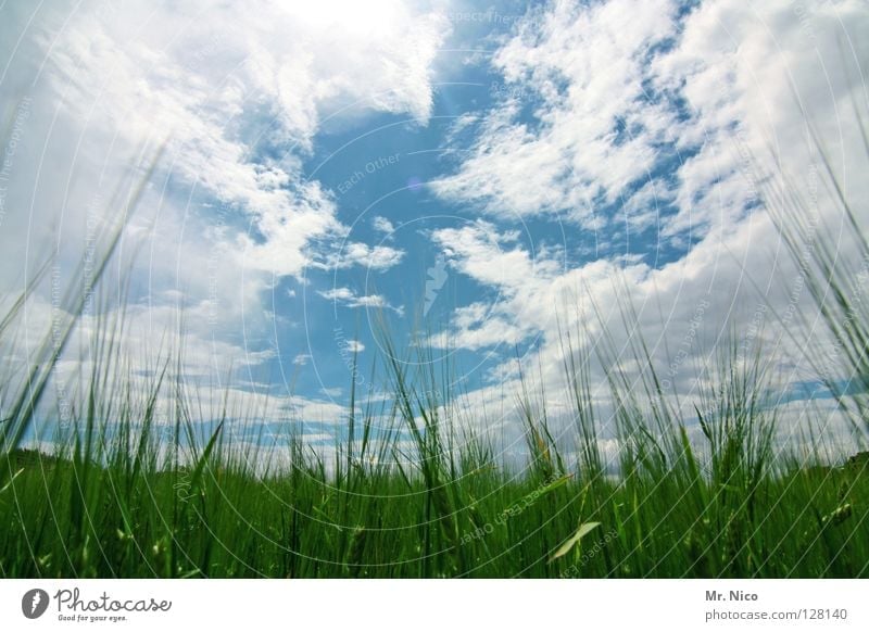 Himmel un Ääd Feld Kornfeld himmelblau Wolkenbild himmlisch saftig giftgrün weiß schlechtes Wetter Ähren Landwirtschaft Wolkenformation himmelbild