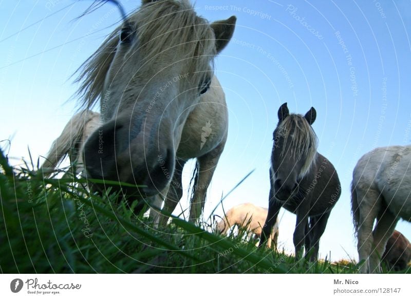 Pferdegeflüster Weide Gras Wiese grün Ponys Nüstern Mähne Borsten Neugier nah Weitwinkel Froschperspektive Pferdekopf Tier Säugetier vorwitzig Rasen blau Himmel