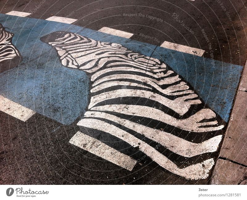 Zebra auf dem Streifen I Stadt Verkehrswege Straßenverkehr Wildtier Zoo Sicherheit Zebrastreifen Farbfoto Außenaufnahme Detailaufnahme Menschenleer