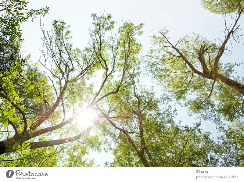 Hans guck in die luft Sommer Umwelt Natur Landschaft Sonne Schönes Wetter Baum Sträucher Wald frisch hell nachhaltig natürlich grün Energie Erholung Farbe