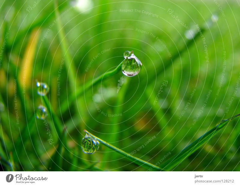Wenn die Erde weint Gras Wiese nass grün Frühling Wasser Regen Wassertropfen weinen jarts