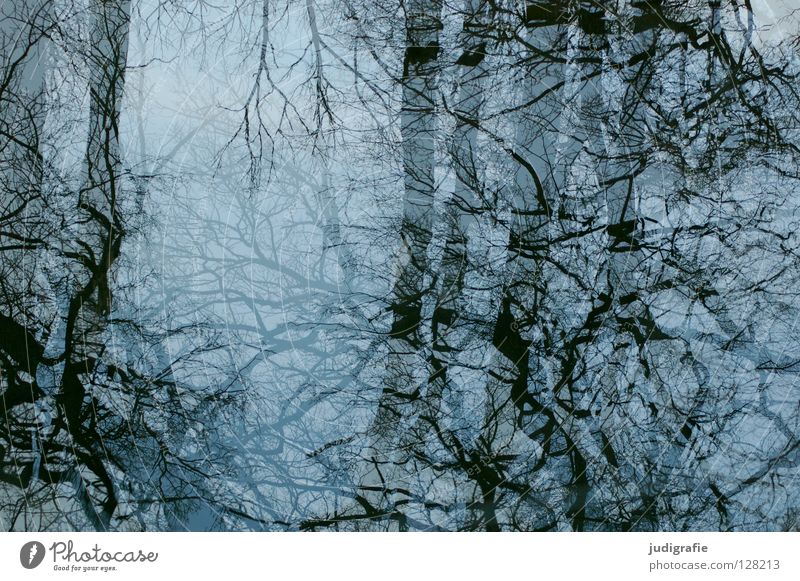 Verspiegelt Baum Reflexion & Spiegelung Geäst Winter kalt Baumkrone durcheinander Farbe Wasser Glas blau Himmel