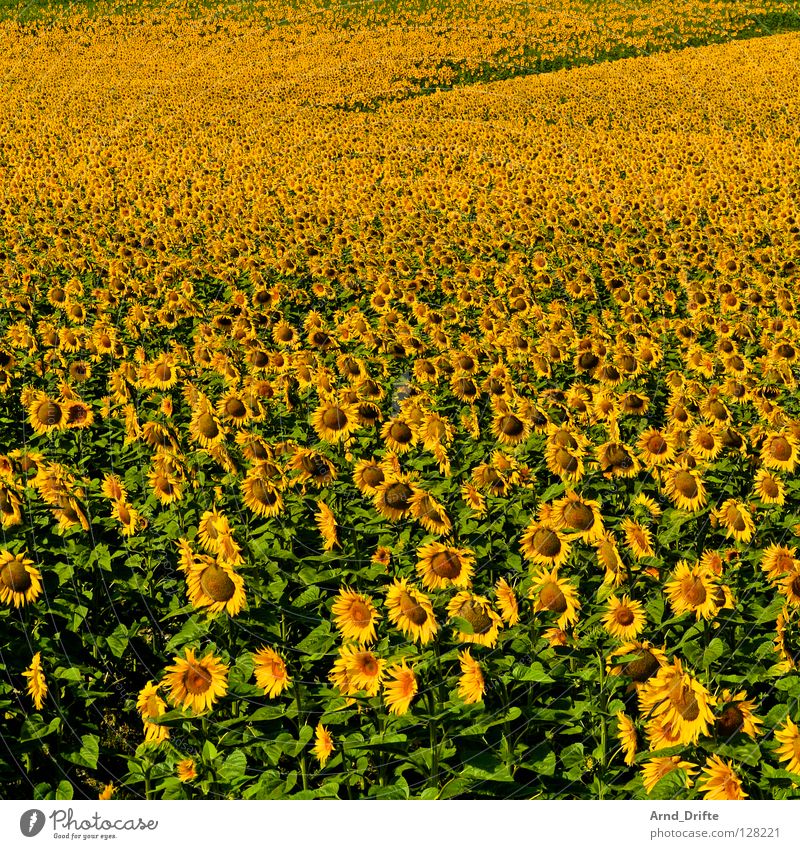 Sonnenblumenfeld VI Blume Sommer gelb Frühling Landwirtschaft fleißig Arbeit & Erwerbstätigkeit Fröhlichkeit Freundlichkeit frisch Muster blau Natur Landschaft