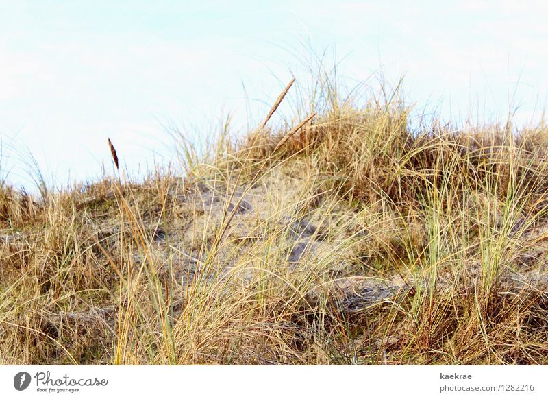 gelb am Strand Ferien & Urlaub & Reisen Insel Umwelt Landschaft Pflanze Sand Himmel Gras Hügel Nordsee Ostsee blau braun gold Bewegung Freiheit Idylle Natur