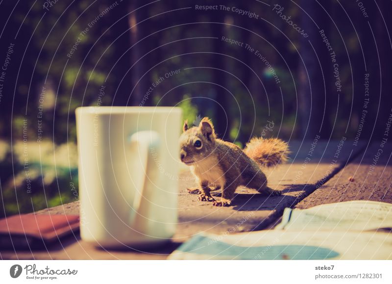 Neugier I Eichhörnchen 1 Tier beobachten frech Camping Tasse Dieb Außenaufnahme Tierporträt