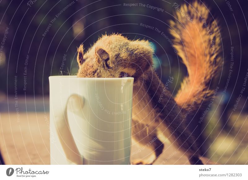 Neugier III Eichhörnchen 1 Tier Tasse frech Suche Dieb Camping Tierporträt