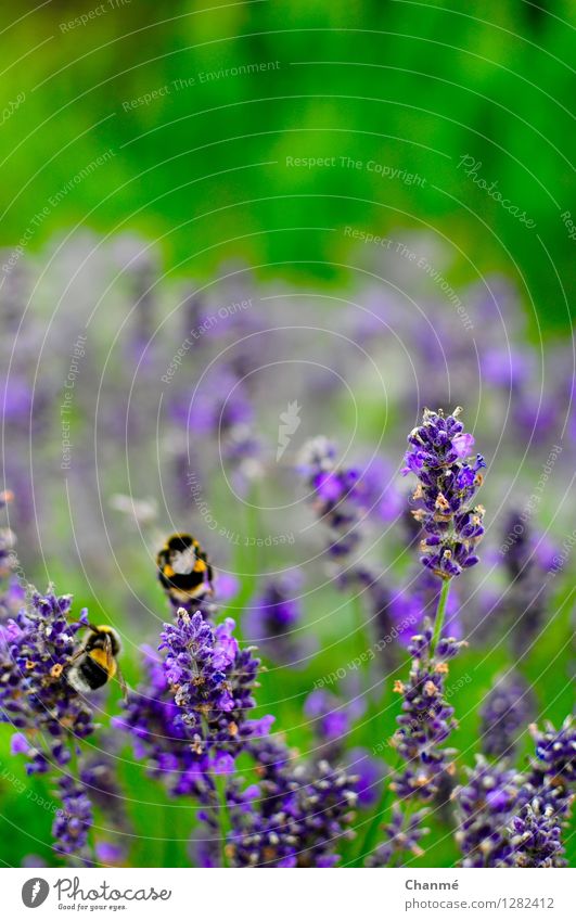 Summertime Natur Pflanze Lavendel Park Biene 2 Tier grün violett Frühlingsgefühle Sommer Farbfoto Nahaufnahme Menschenleer Tag Unschärfe