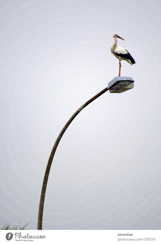 Klapperstorch sucht Feldmaus Storch Straßenbeleuchtung Lampe Laterne Geburt Aussicht Standbein stehen Silhouette Vogel Anpassung überblicken Profil Jagd