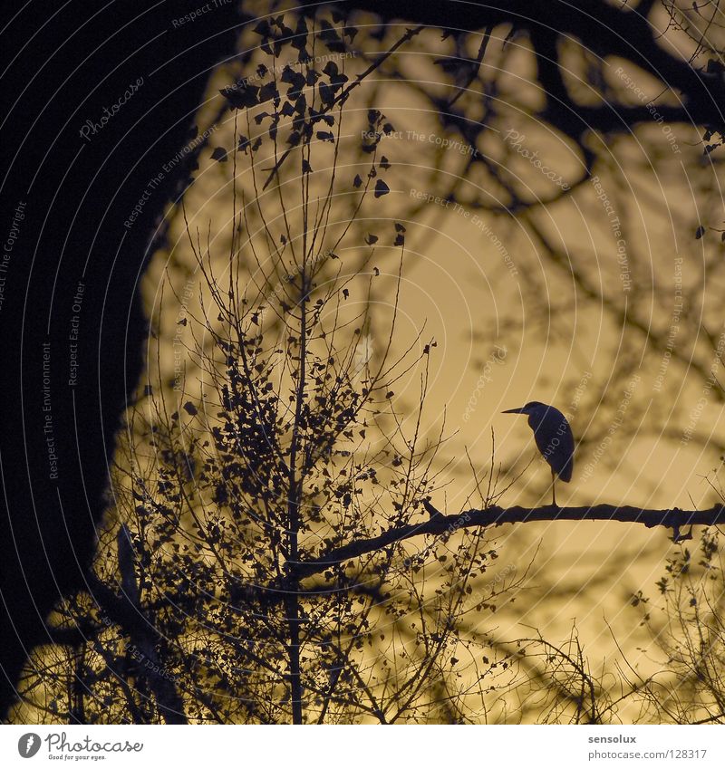 Gut versteckt und doch entdeckt Reiher Kranich Vogel Unterholz Wald Gegenlicht Abendsonne Sonnenuntergang Umweltschutz Wasservogel Ast verstecken Himmel