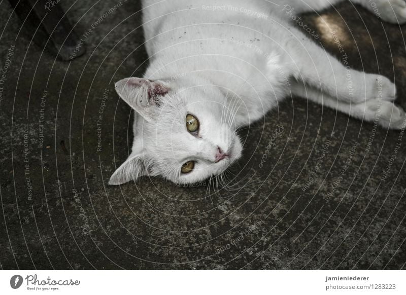 Streunende weiße Katze Tier 1 selbstbewußt Coolness Tierliebe Gelassenheit geduldig Farbfoto Außenaufnahme Menschenleer Textfreiraum unten Tierporträt Blick