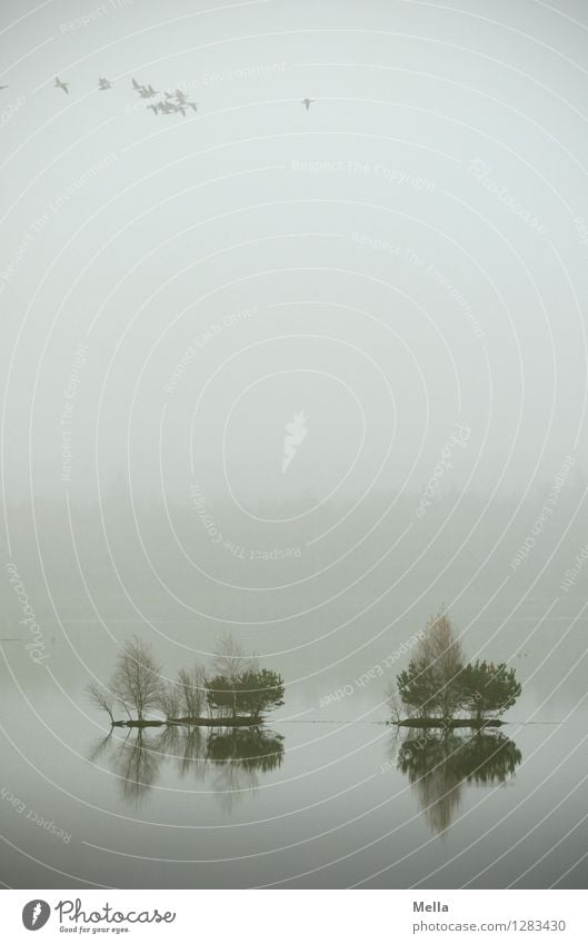 Undurchsichtig Umwelt Natur Luft Wasser Himmel Herbst Nebel Pflanze Baum Moor Sumpf Teich See Vogel Tiergruppe Schwarm fliegen hoch natürlich oben trist grau