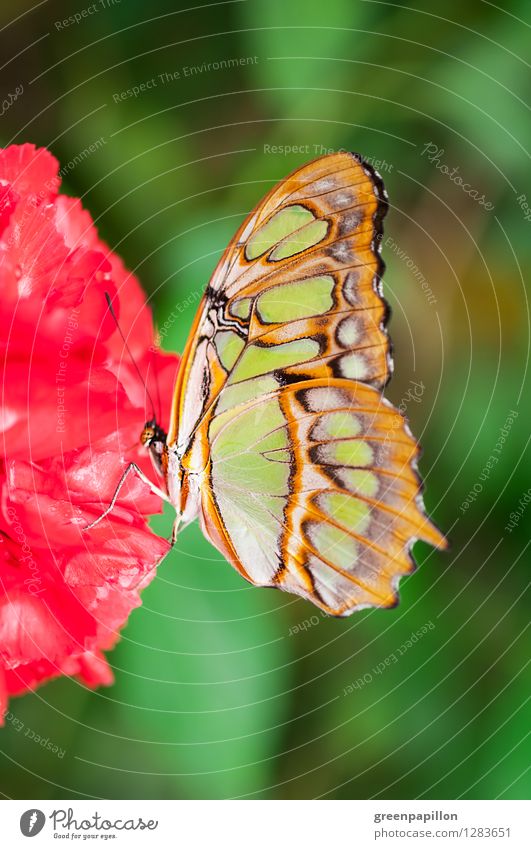 Malachitfalter auf roter Blüte Leben harmonisch Erholung Meditation Kur Massage Sauna Umwelt Natur Pflanze Sommer Urwald Schmetterling grün