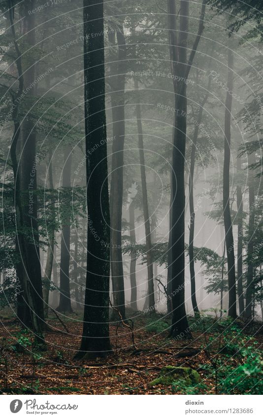 Nachdemregenwald [20] Umwelt Natur Landschaft Pflanze Klima schlechtes Wetter Nebel Baum Wald Berge u. Gebirge Pfälzerwald nass natürlich Farbfoto