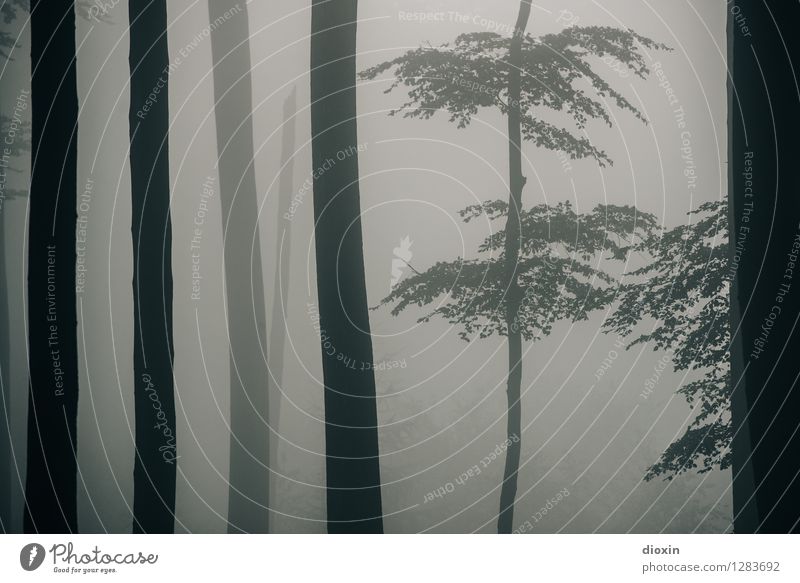 Nachdemregenwald Ausflug Umwelt Natur Pflanze Nebel Baum Wald Urwald Pfälzerwald nass natürlich feucht Außenaufnahme Menschenleer Licht Kontrast Silhouette
