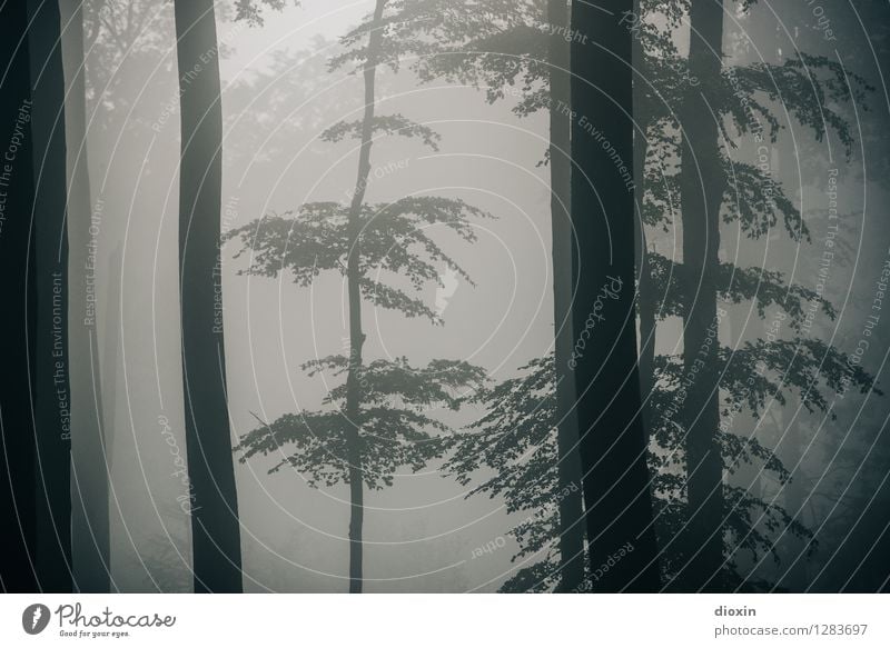 Nachdemregenwald [10] Ausflug wandern Umwelt Natur Landschaft Pflanze Herbst Klima Wetter Nebel Regen Baum Wald Urwald Pfälzerwald Wachstum nass natürlich