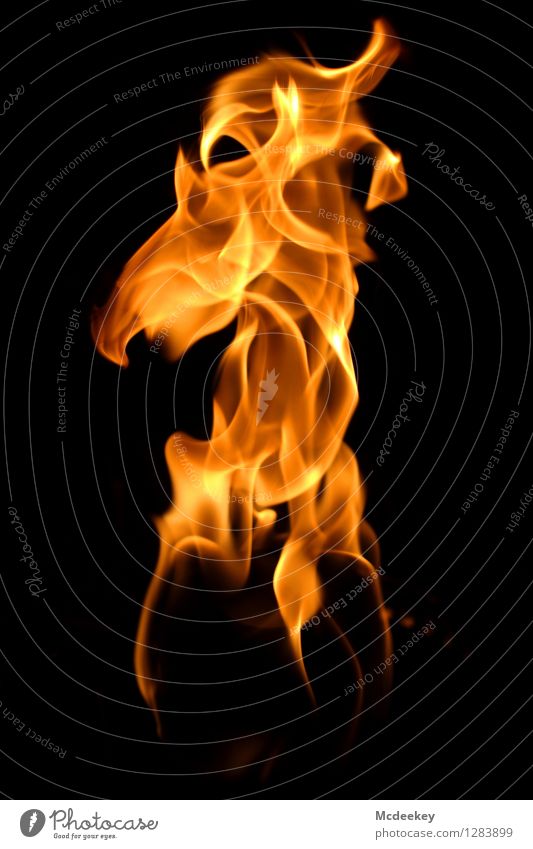 Das Pferd Rätsel Pferdekopf Toilettenpapier Feuer Feuerstelle Bewegung drehen glänzend leuchten Rauchen außergewöhnlich dunkel fantastisch heiß hell natürlich