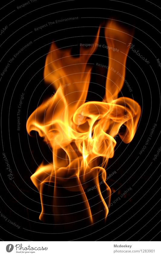 Der Pilz Toilettenpapier Feuer brennen Feuerstelle Ordnung Bewegung glänzend leuchten außergewöhnlich dunkel fantastisch heiß hell natürlich Wärme braun gelb